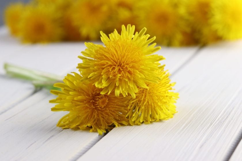 Dandelion: A Super food?