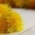 Dandelion: The superfood growing in your yard