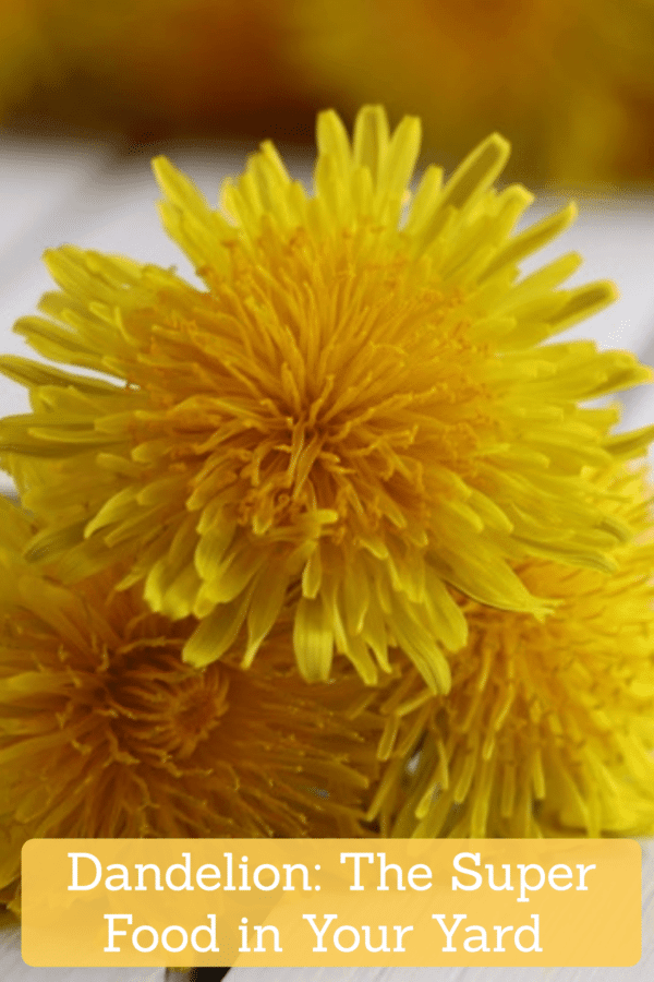 Dandelion: The Super Food Growing in Your Yard