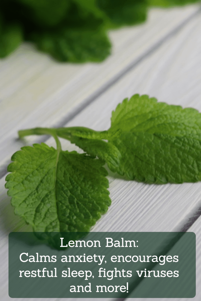 Lemon Balm: Calms anxiety, encourages restful sleep, fights viruses and more! #herbs #herbalremedies #naturalremedies #reclaimingvitality.com