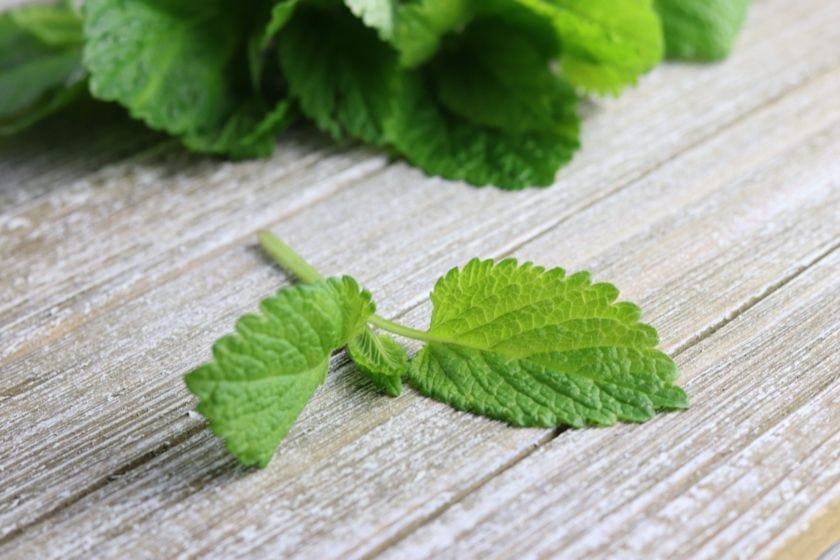 Lemon Balm: Calms anxiety, encourages restful sleep, fights viruses, and more! 