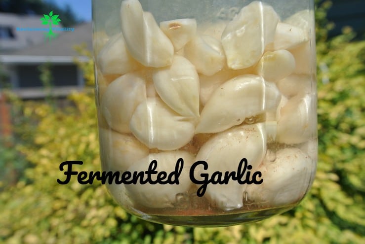 Fermented Garlic: Win the fight against sickness this winter!