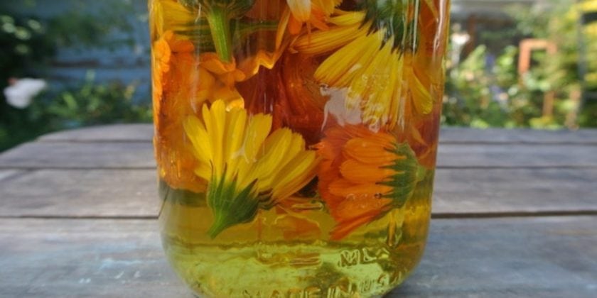 DIY Flower Oils for Healing Salves and Creams