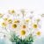 Chamomile uses, benefit, and growing