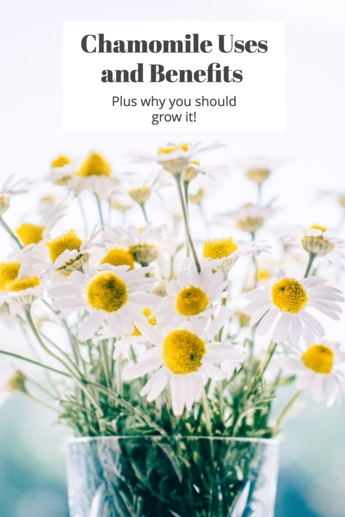 Chamomile: Uses and Benefits (plus why you should grow it)